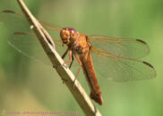 Neon skimmer - 3 of 3 Neon skimmer dragonfly