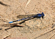 Vivid dancer (damselfly) vivid dancer damselfly