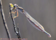 Female familiar bluet (damselfly). It seems to be eating some kind of nymph. Not sure if it is that of another kind of dragonfly but it sure looks like it. Female familiar bluet damselfly