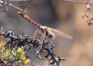 Variegated meadowhawk Variegated meadowhawk dragonfly
