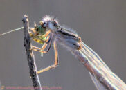 Female familiar bluet (damselfly) - close-up.
You can seem more detail in the video. Female familiar bluet damselfly
