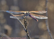 Variegated meadowhawk Variegated meadowhawk dragonfly