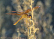 Mexican amberwing. This is an old specimen. Notice the damaged eye and the faded wings, even more obvious in the second pic. Mexican amberwing dragonfly
