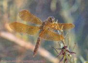 Mexican amberwing. This is an old specimen.  The wings look worn out. Mexican amberwing dragonfly