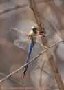 Giant darner Giant darner dragonfly