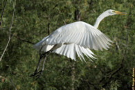 That was the last pic I could get of the take-off as I was using a tripod, and couldn't easily change aim. great egret