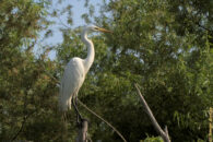 This the next place it landed, and where it stayed for a while. great egret