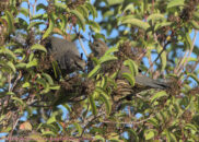 Female California quails