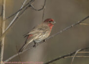 Male house finch