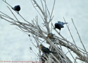 Long-tailed grackles