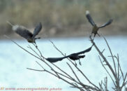 Long-tailed grackle