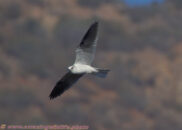 White-tailed kite