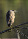 Juvenile black-crowned heron