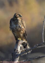 Northern harrier