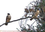 Red-tailed hawks. I think that the female is a the left. But it's not easy to tell, since the main difference is the size. Males are 25% smaller. Red-tailed hawk couple