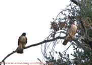 Red-tailed hawks. I think that the female is a the left. But it's not easy to tell, since the main difference is the size. Males are 25% smaller. Red-tailed hawk couple