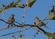 House finches, the male at right is trying to seduce the female. house finch couple