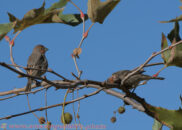 I am not sure what the male is doing in this pic, trying to show the pretty color of his head feathers? house finch couple