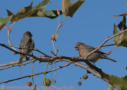 And now it's time for a serenade... good luck! house finch couple