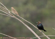 Cowbird couple. In most bird couples the male is the colorful one, while the female has the drab appearance. This is very clear here, as well as in the next pic. cowbirds couple