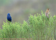 Blue grosbeak. The color scheme difference is even more obvious here. Blue grosbeak couple