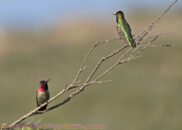 Anna's hummingbirds. I thought this was a male and a female. But one of the visitors corrected me. They are both male. But I leave the pics just because they are so cute. Anna's humingbird couple