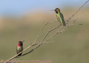 Since I learned they were both males, then perhaps I caught a conflict over territory. Anna's hummingbird couple