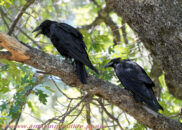 Here is another of these birds where it's impossible to identify the gender. But this raven couple was fun to watch. Ravens couple