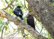 They alternatively were bickering and showing signs of affection. Ravens couple