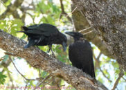 Look at this guy down there taking pictures of us... Ravens couple