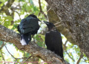Ravens couple