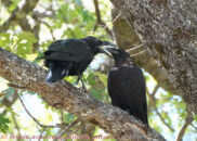 Here, take a close look... perhaps you can see what's the problem? Ravens couple