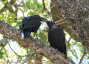 yes, I see, I will take that thing out... hey, don't take advantage to try to kiss me, okay!? Ravens couple