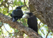 Ohlalahh... no need to make such a big deal!
I just wanted to show you how much I love you honey-bunny. Ravens couple