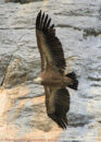 The griffon vulture is one of the largest bird of prey in Europe griffon vulture