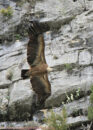 They have long and wide wings, a short and square tail. griffon vulture