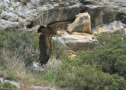The head and neck are covered with down, and they have a collar which serves as a bib griffon vulture