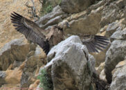 I suspect that this bird has a nest right there. You can see at the lower right corner some of the twigs. griffon vulture