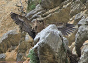 They lay one egg only at the beginning of the year, and incubation lasts 45 days. griffon vulture