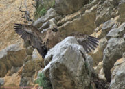 The chick takes its first flight when 4 months old. By then, he's the adult size. griffon vulture