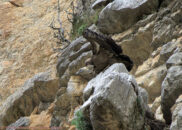 This vulture is just about to take off. The next pics show the sequence. griffon vulture
