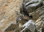 Griffon vulture taking off 2 of 6 griffon vulture