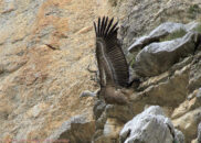 Griffon vulture taking off 3 of 6 griffon vulture