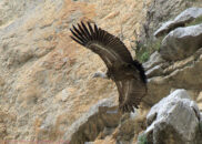 Griffon vulture taking off 4 of 6 griffon vulture