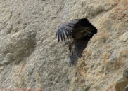 Griffon vulture taking off 5 of 6 griffon vulture