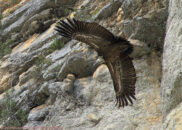 Griffon vulture taking off 6 of 6 griffon vulture