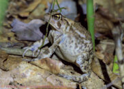 This toad felt threatened and inflated himself. This is a defense strategy to prevent birds from swallowing them. Inflated American toad