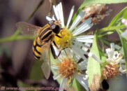 The syrphid fly looks like a wasp but it doesn't sting and actually collect pollen Syrphid fly