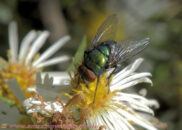Common green bottle fly, you probably all know this fly (yuk?!) Common green bottle fly
