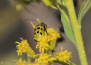 Spotted cucumber beetle. It may be pretty but it likes to eat our crops. Spotted cucumber beetle